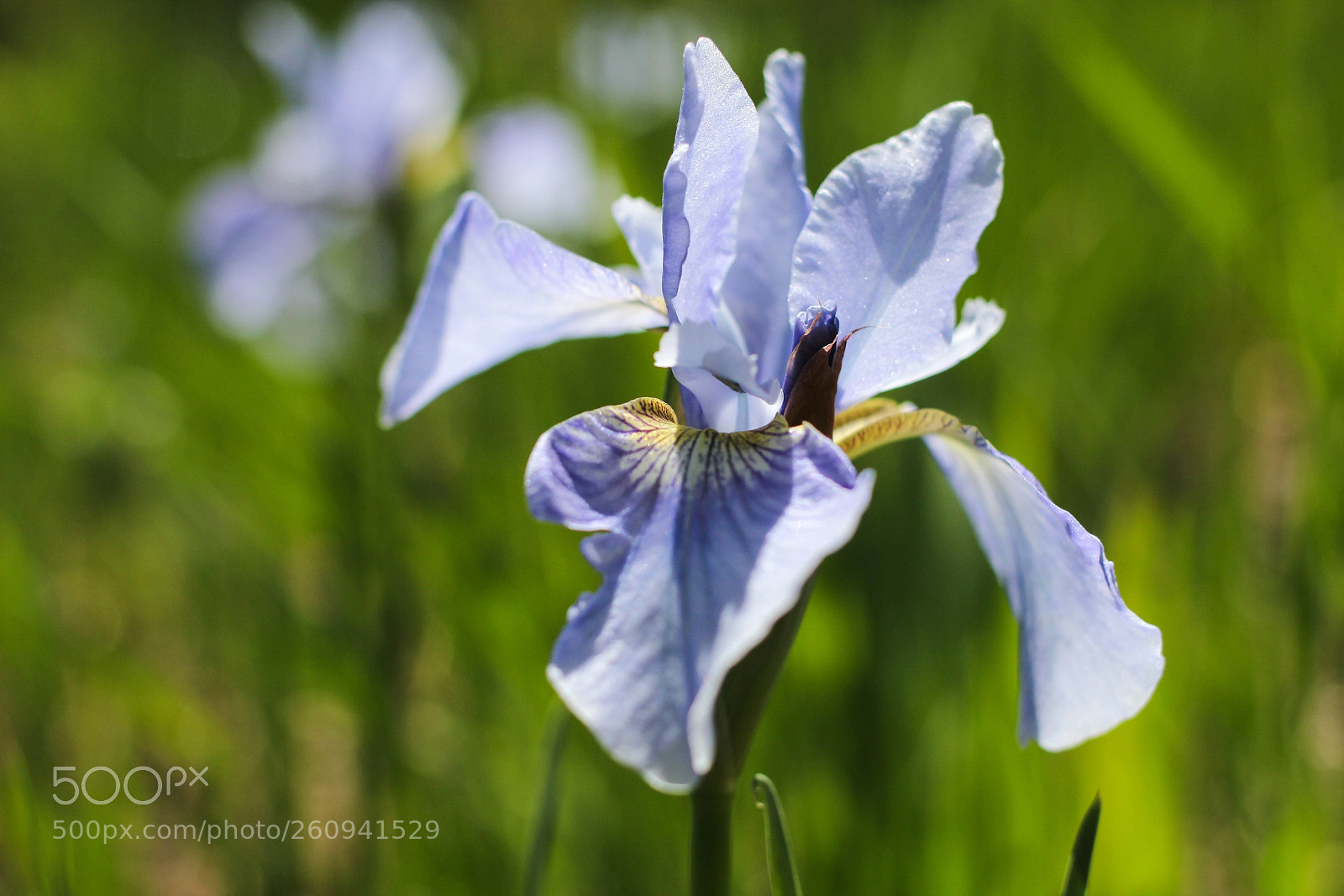 Canon EOS 60D sample photo. Elegant photography