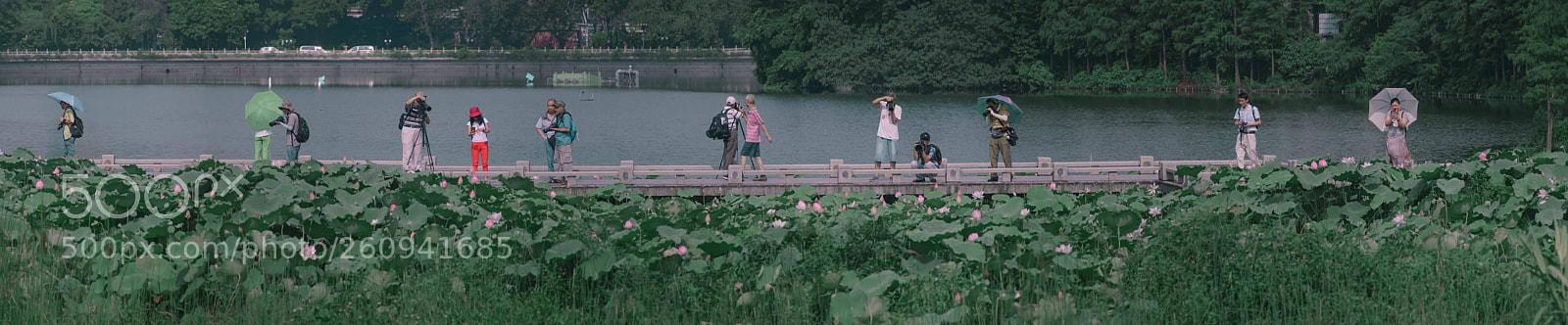 Sony a7R II sample photo. 赏荷 photography