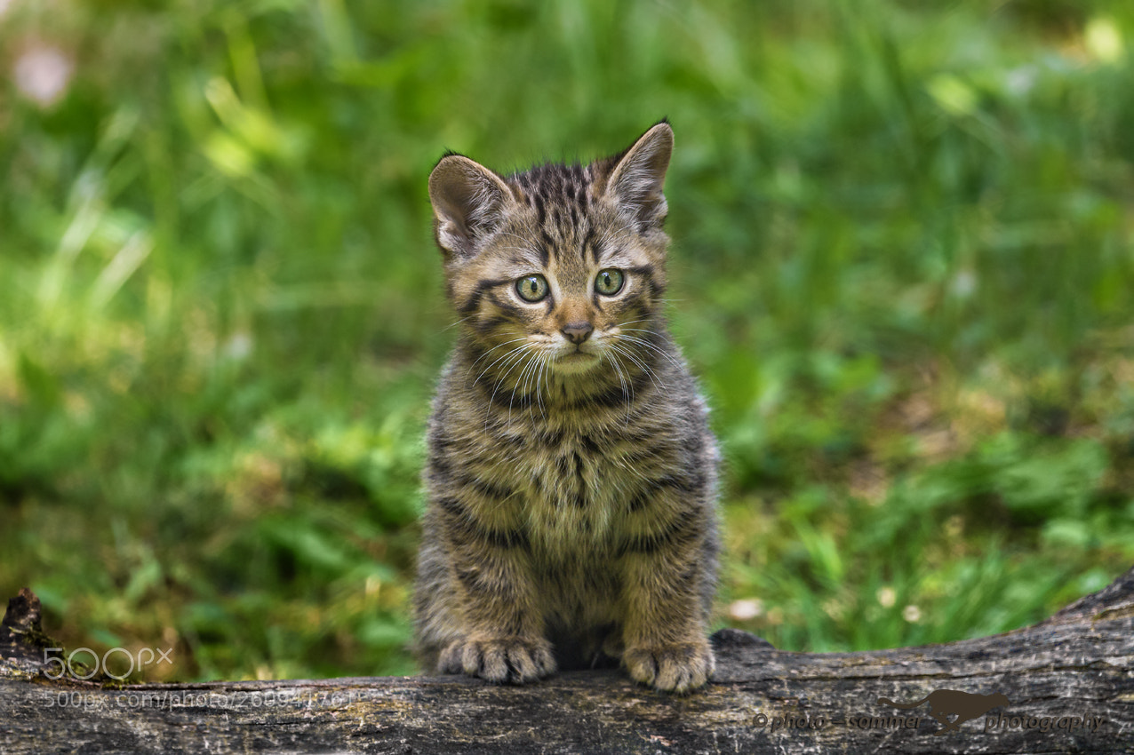 Canon EOS 70D sample photo. Young wild cat photography