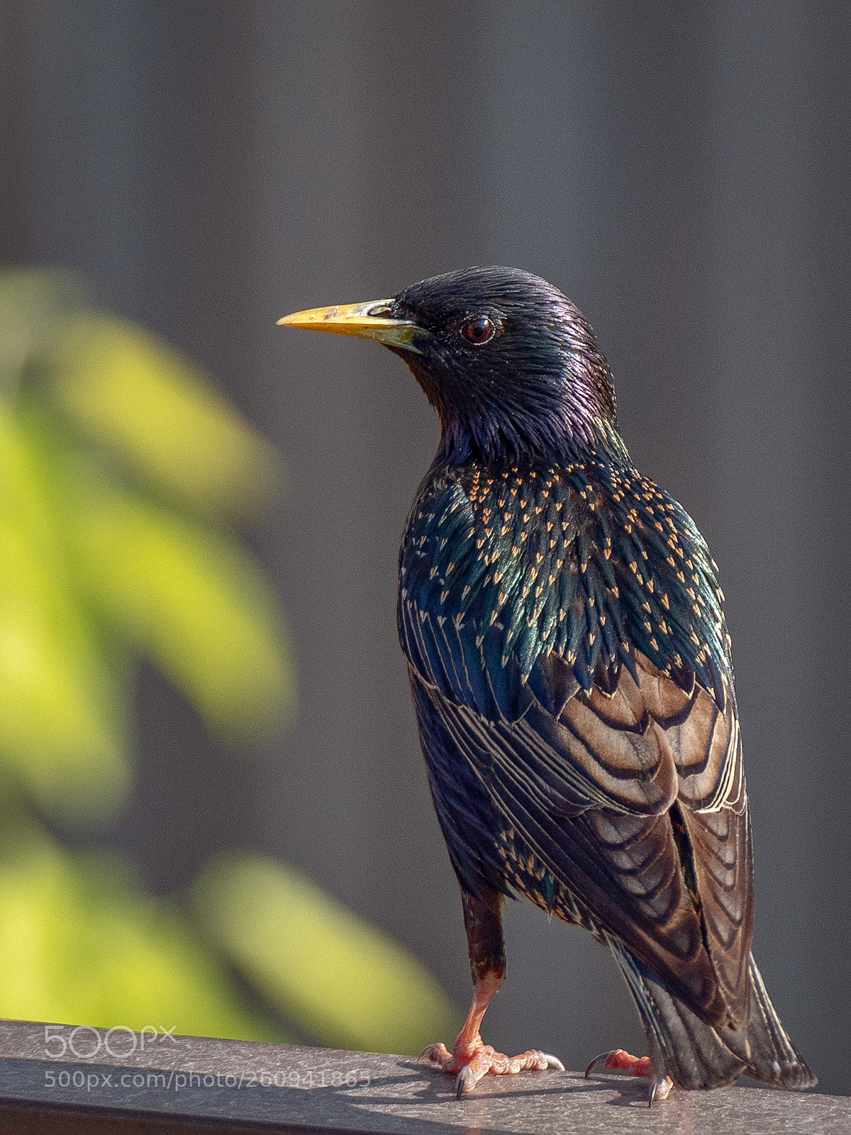 Nikon D810 sample photo. Starling photography