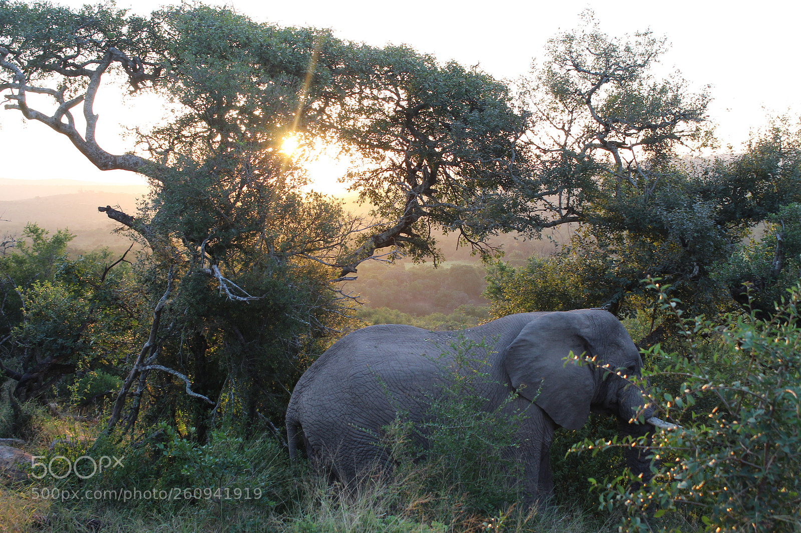 Canon EOS 1300D (EOS Rebel T6 / EOS Kiss X80) sample photo. Elephant sunset photography