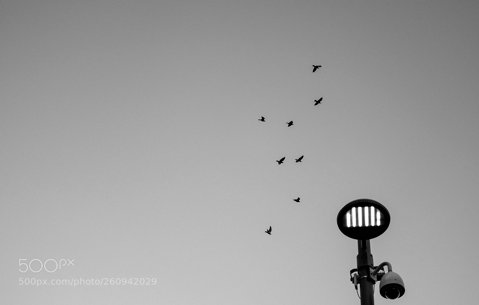 Fujifilm X-T2 sample photo. A watchful eye photography