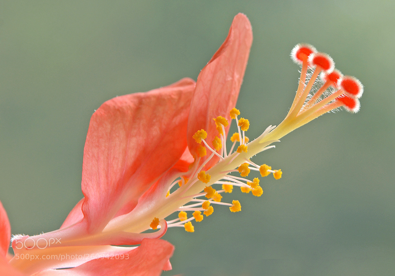 Nikon D610 sample photo. Hibiscus photography
