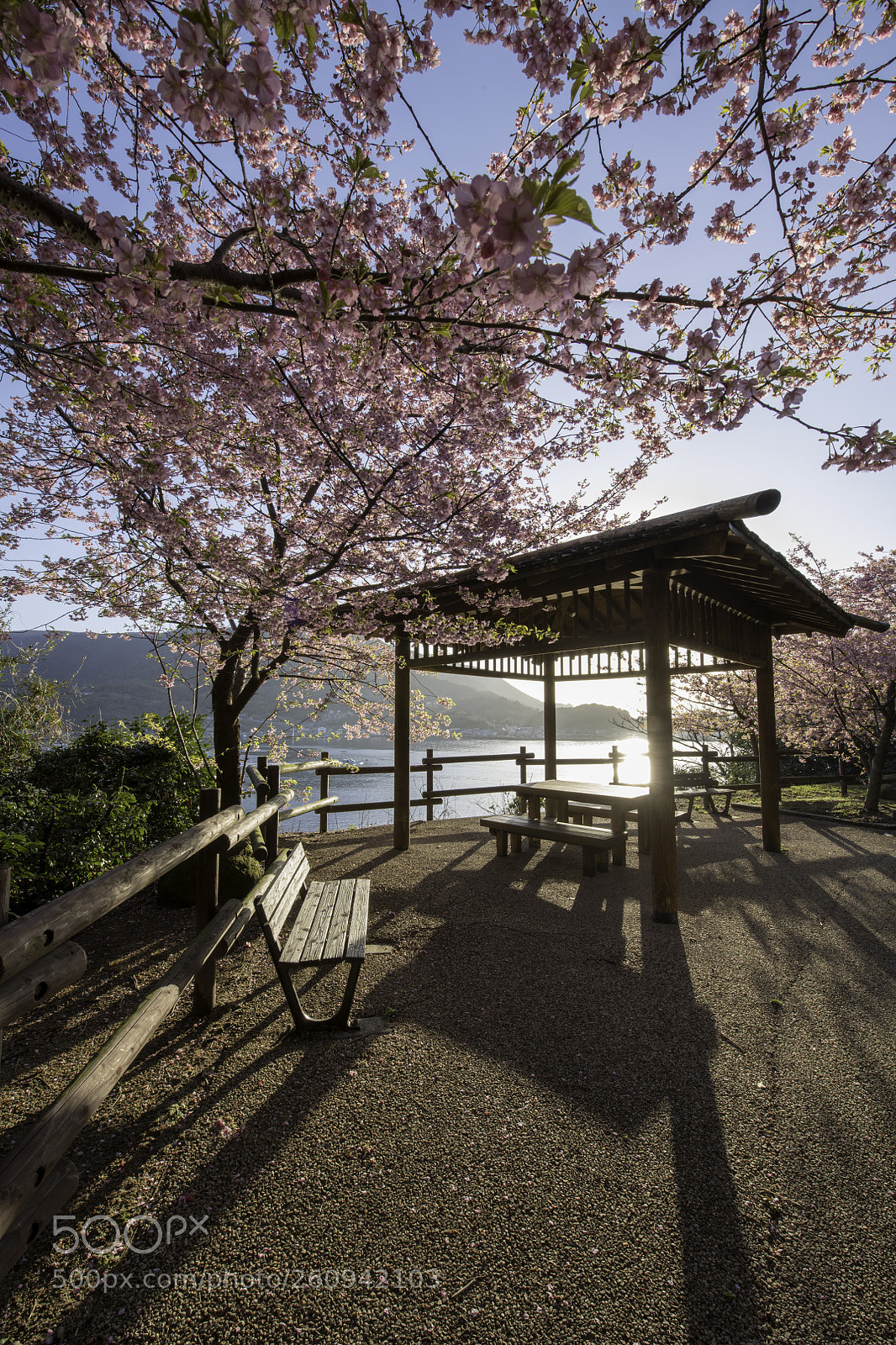 Nikon D850 sample photo. Cherry blossoms photography