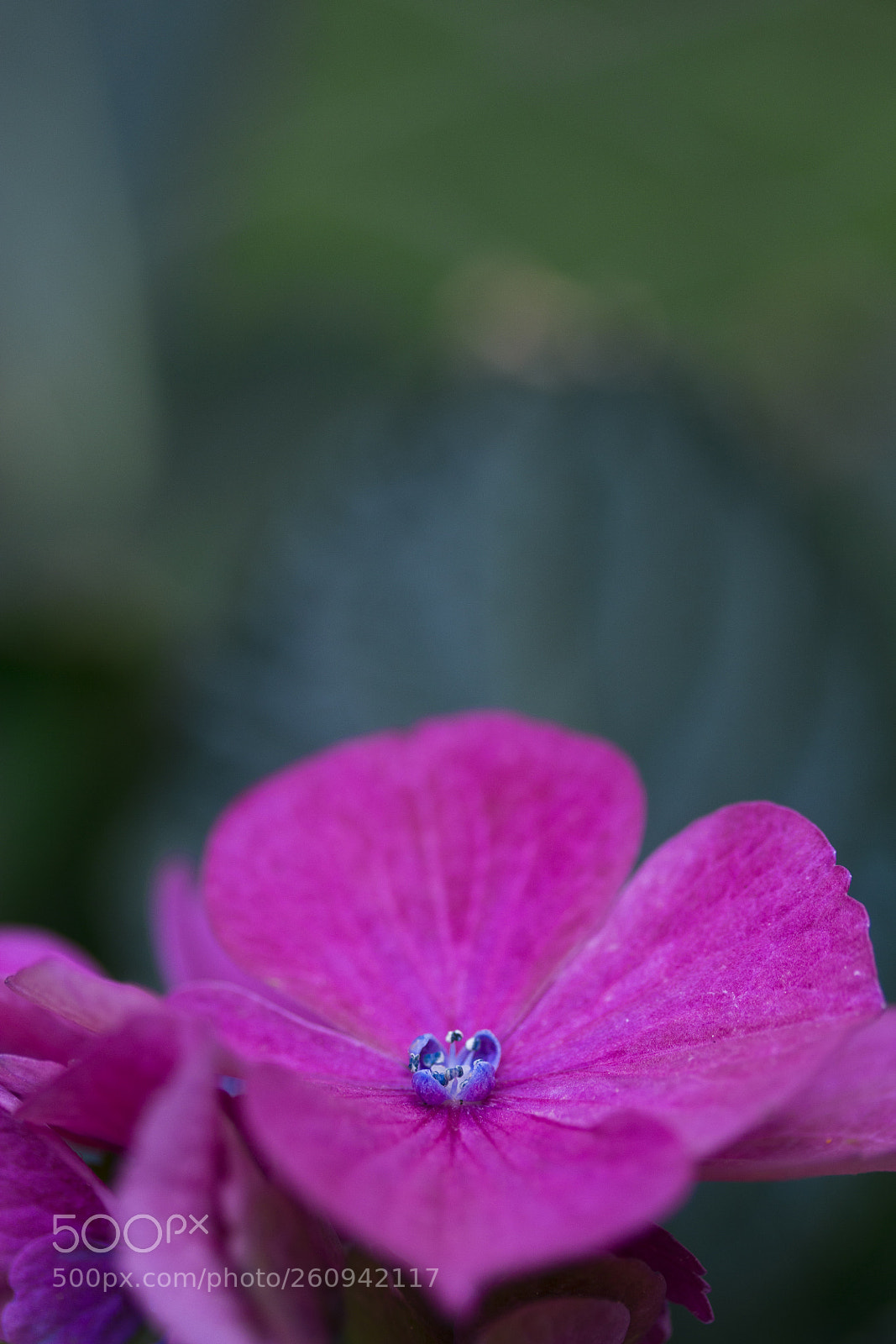 Canon EOS 60D sample photo. Gartenhortensie (hydrangea macrophylla) photography