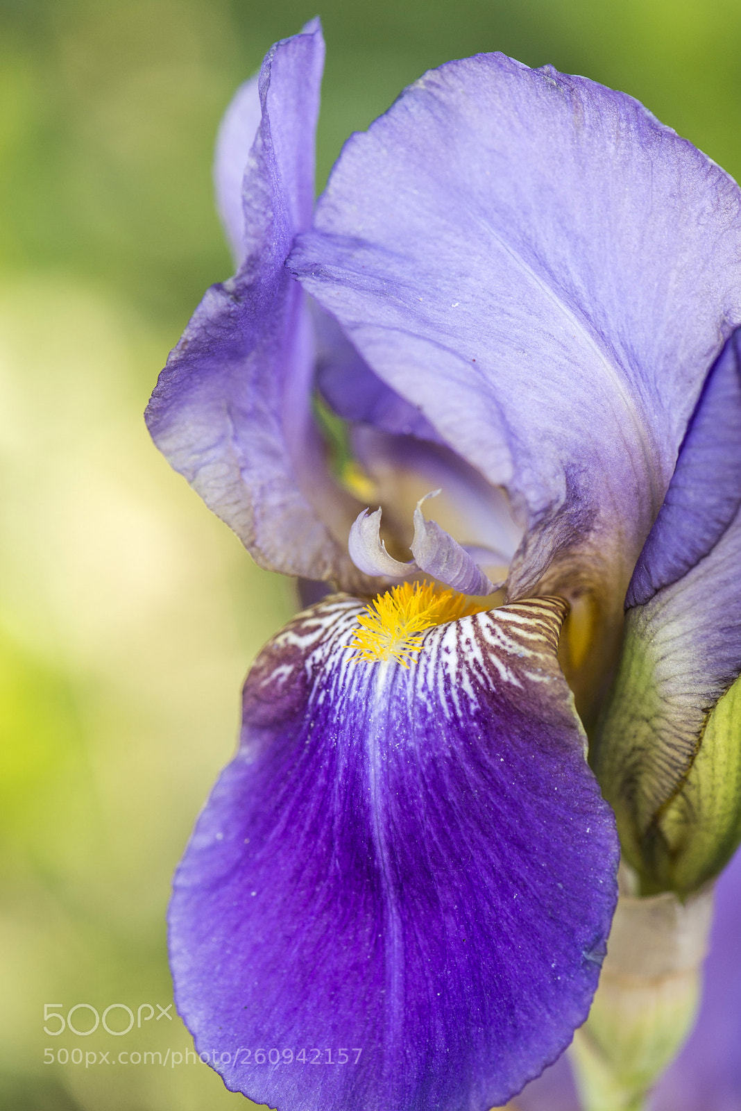 Nikon D600 sample photo. Blue iris photography