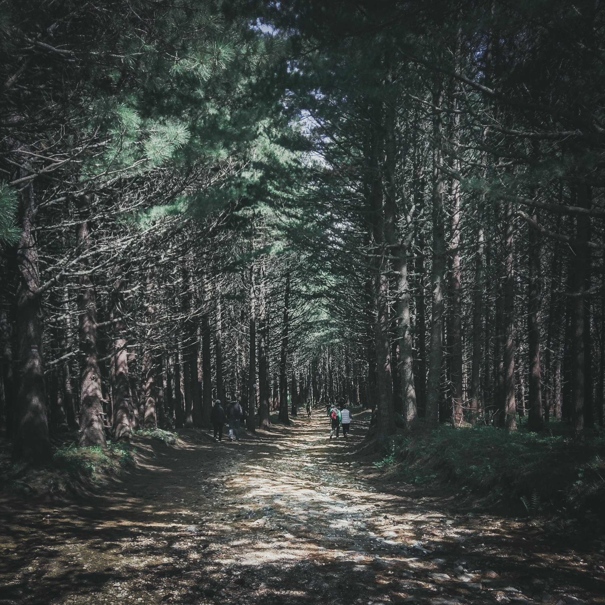 HTC 10 sample photo. The haunted forest photography