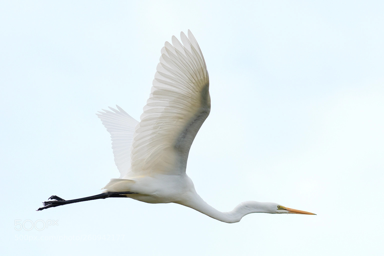 Nikon D800E sample photo. Great egret in flight photography