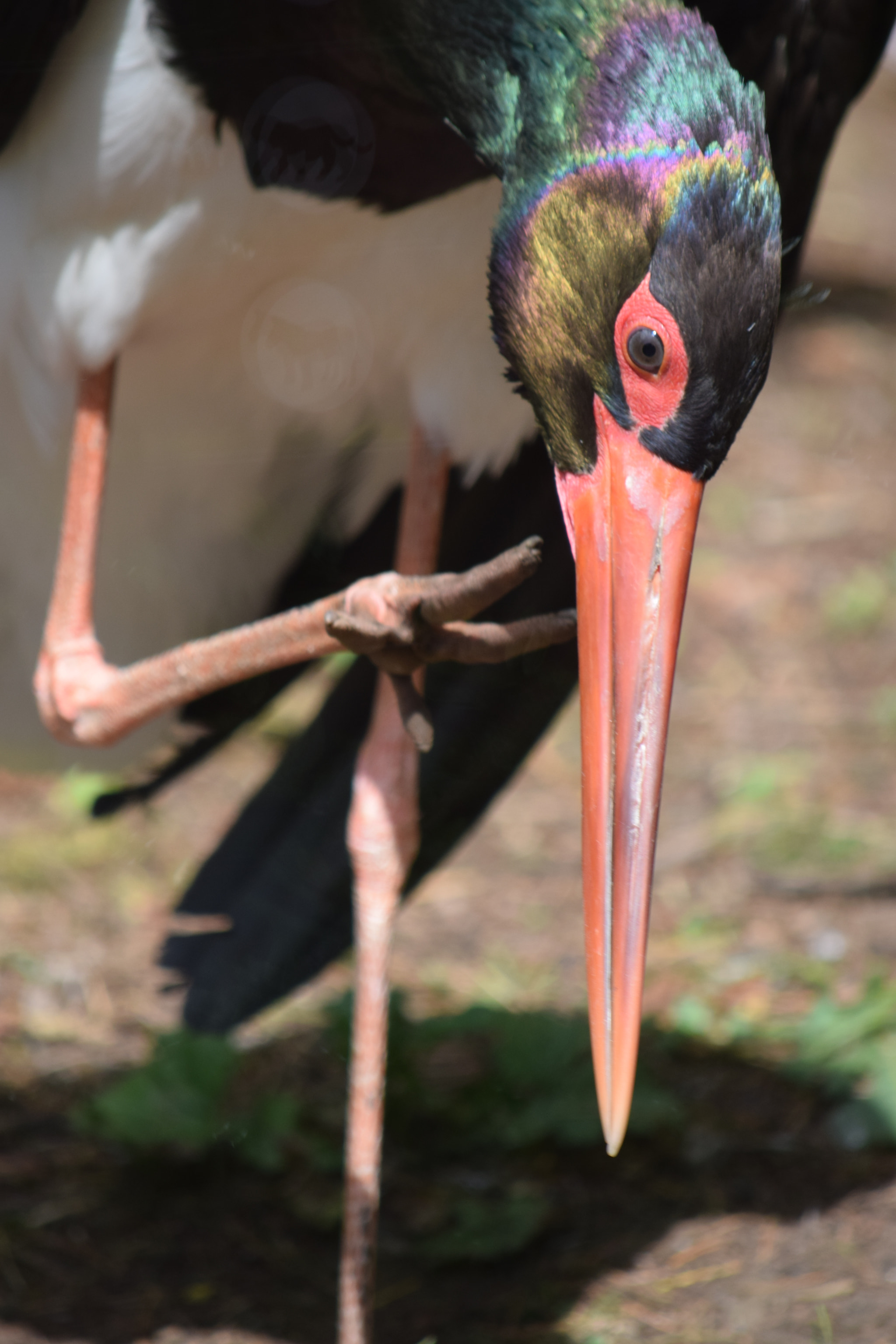 Nikon D3300 sample photo. Black stork photography