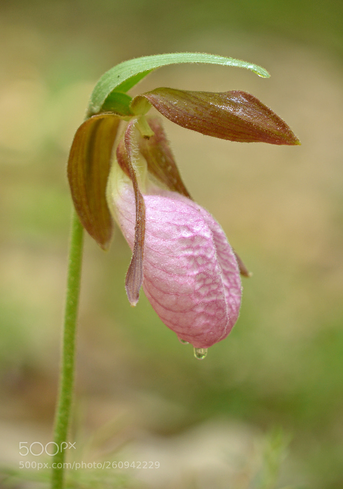 Nikon D610 sample photo. Lady slipper photography
