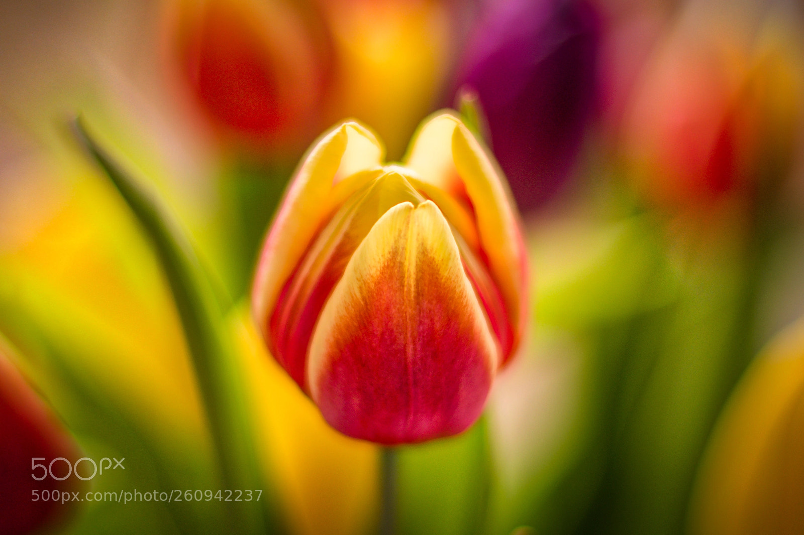 Nikon D850 sample photo. Tulips photography