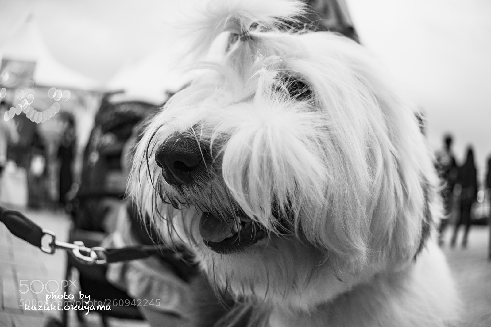 Sony a7R II sample photo. Dsc01032_1.jpg photography