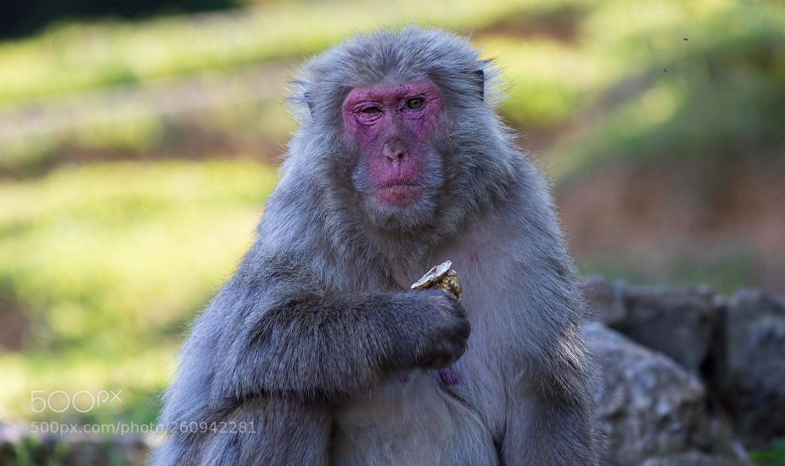 Canon EOS 5D Mark IV sample photo. Japanese macaque photography