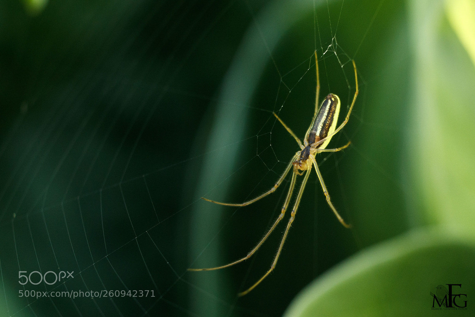 Canon EOS 80D sample photo. Spinne photography