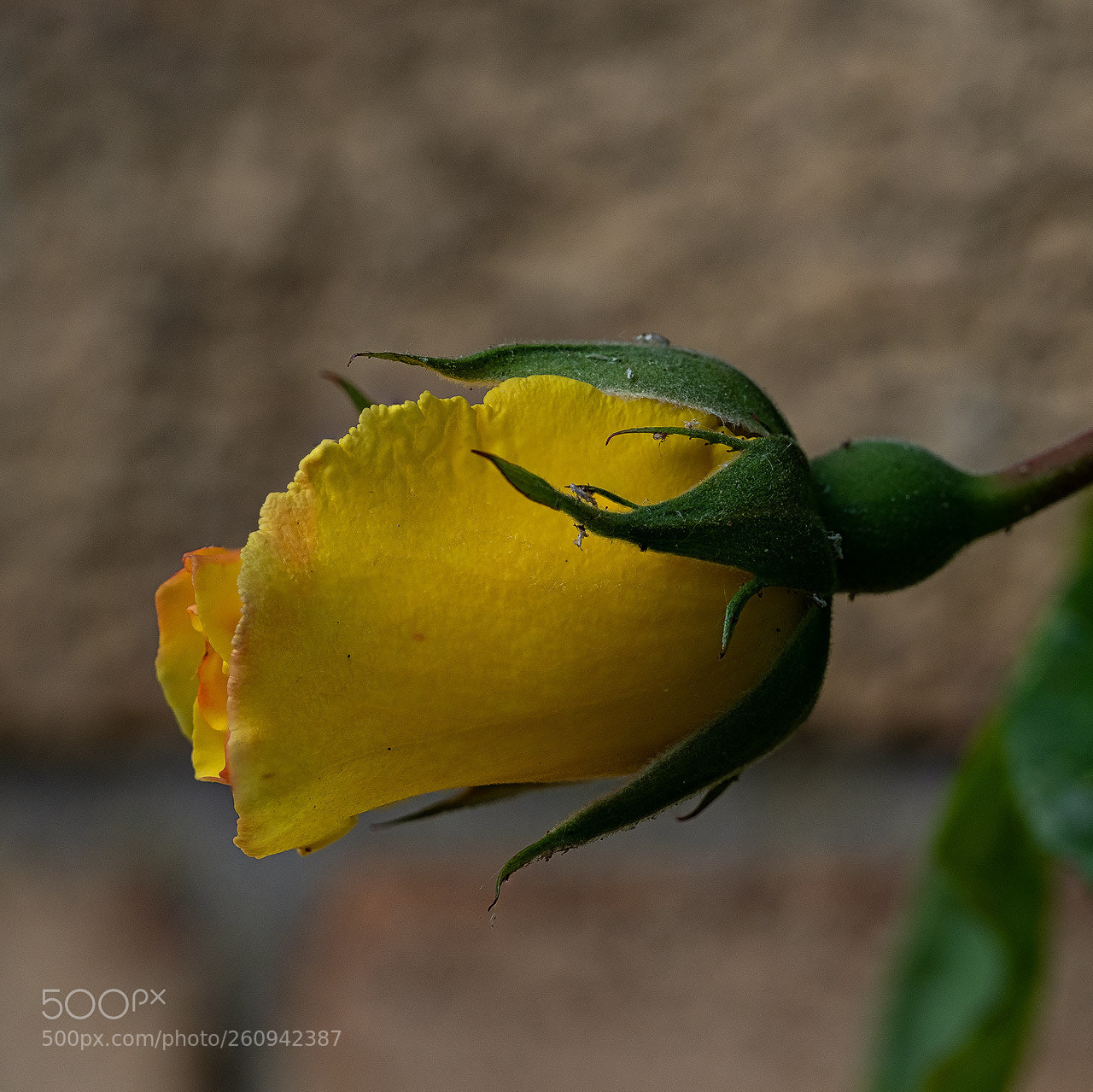 Olympus OM-D E-M1 Mark II sample photo. Yellow rose photography