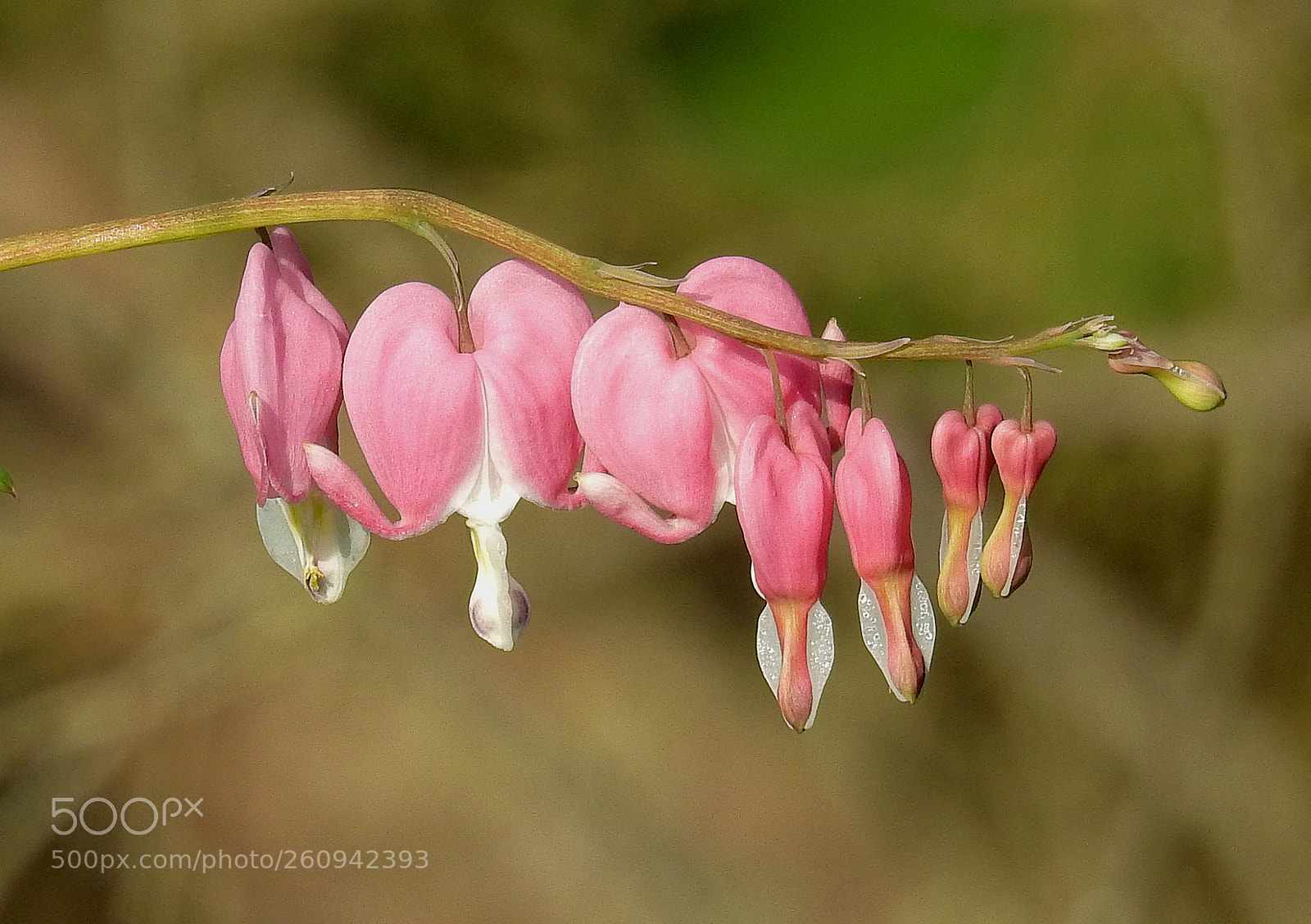 Nikon Coolpix P900 sample photo. Bleeding hearts photography
