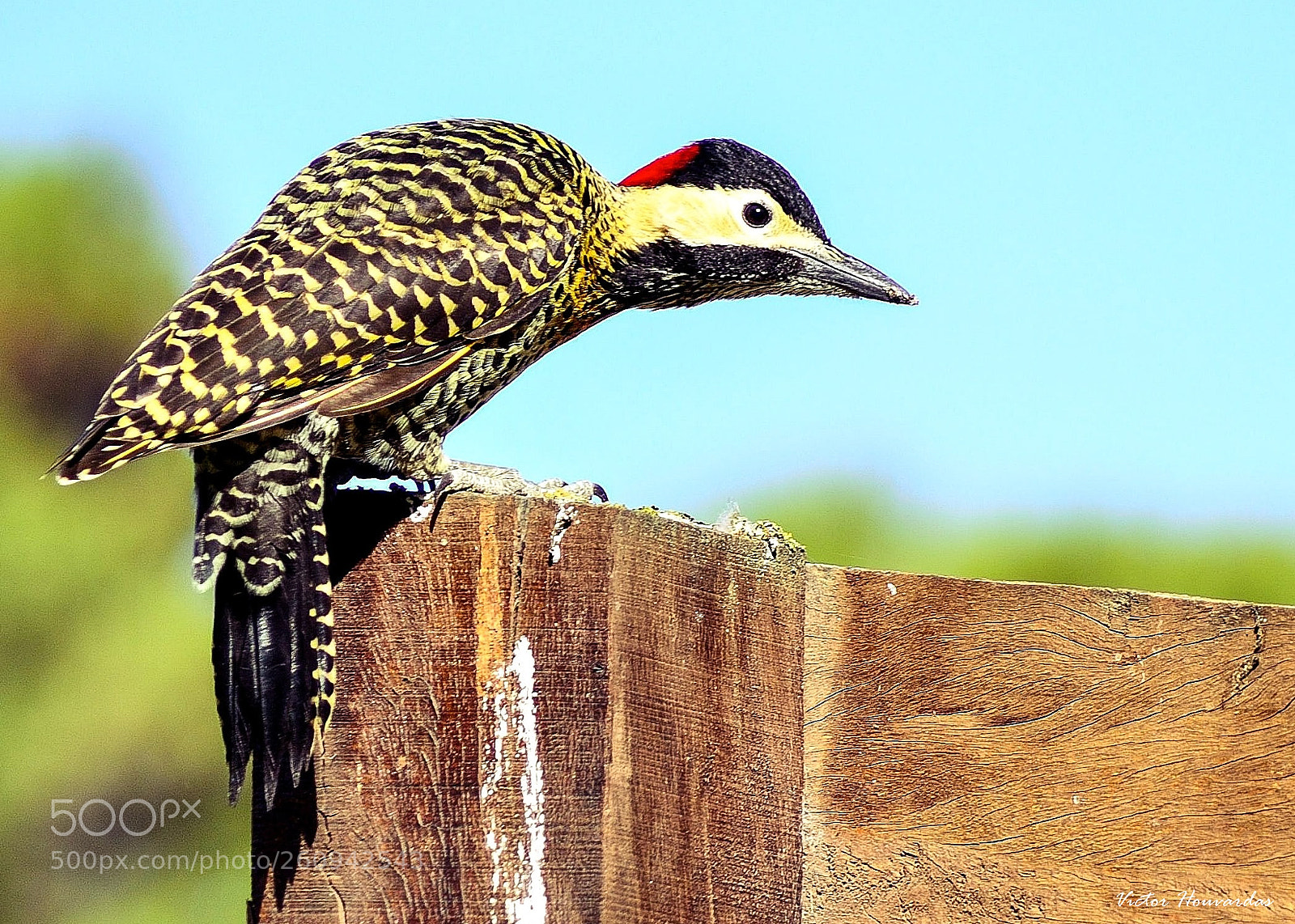 Nikon D7000 sample photo. Pajaro carpintero colaptes melanochloros photography