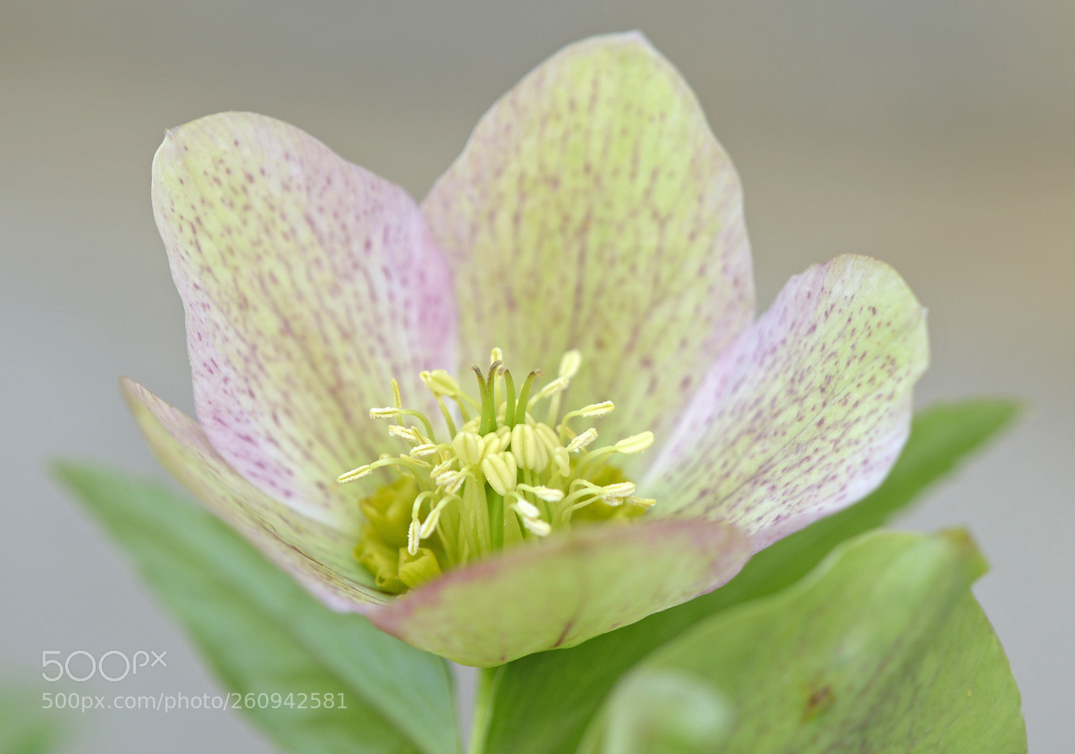 Nikon D610 sample photo. Helleborus photography