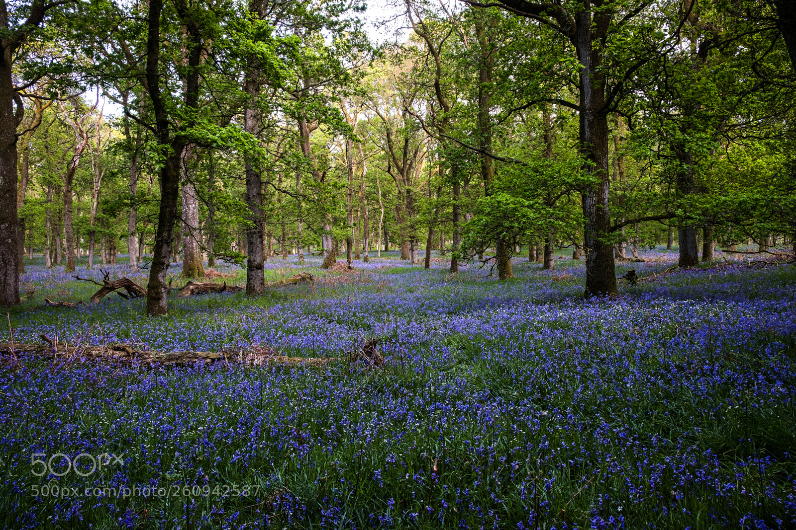 Fujifilm X-T20 sample photo. Bluebells into the distance photography