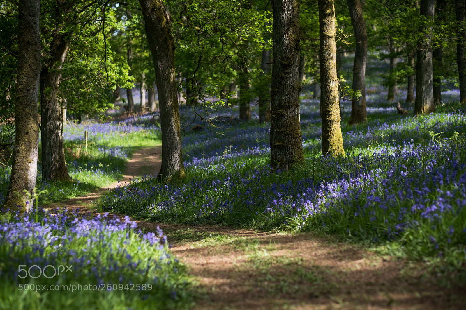 Fujifilm X-T20 sample photo. A path through the photography