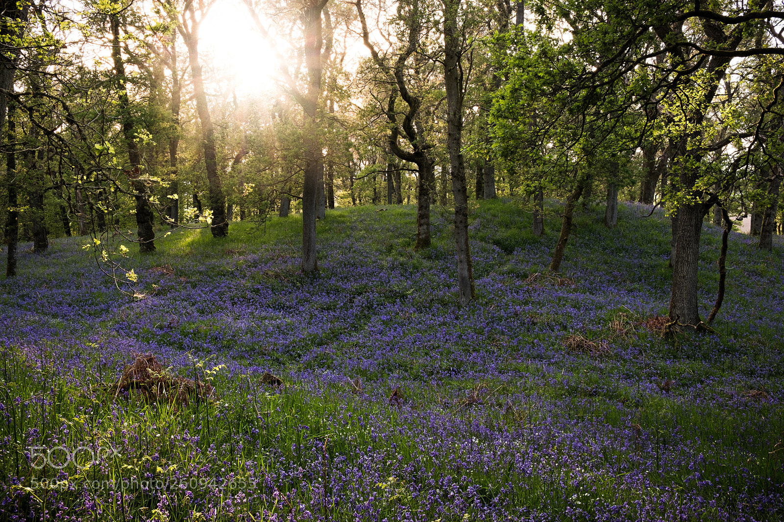 Fujifilm X-T20 sample photo. Sun-star and bluebells in photography