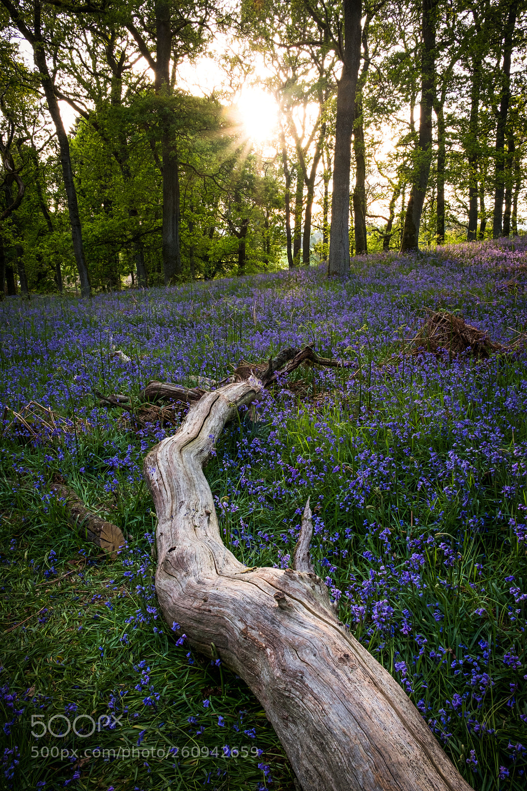 Fujifilm X-T20 sample photo. A log and some photography