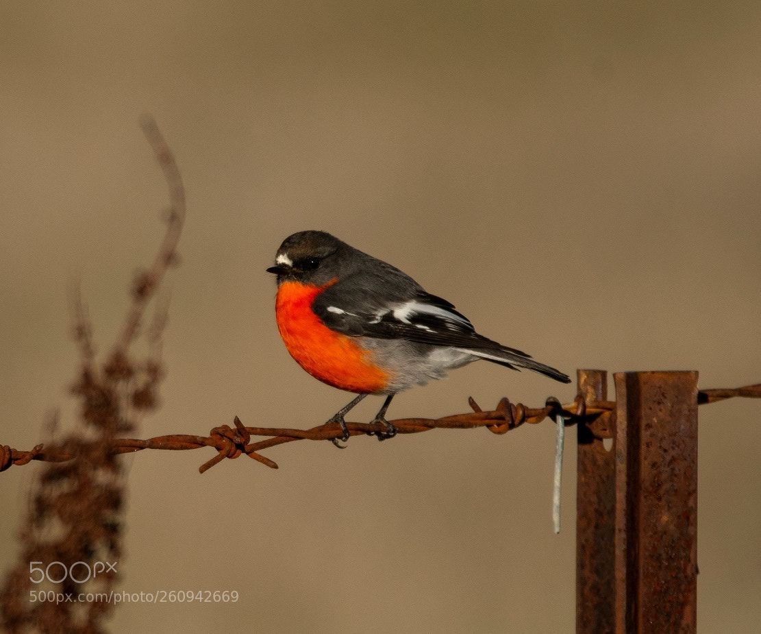 Nikon D500 sample photo. Flame robin victoria australia photography