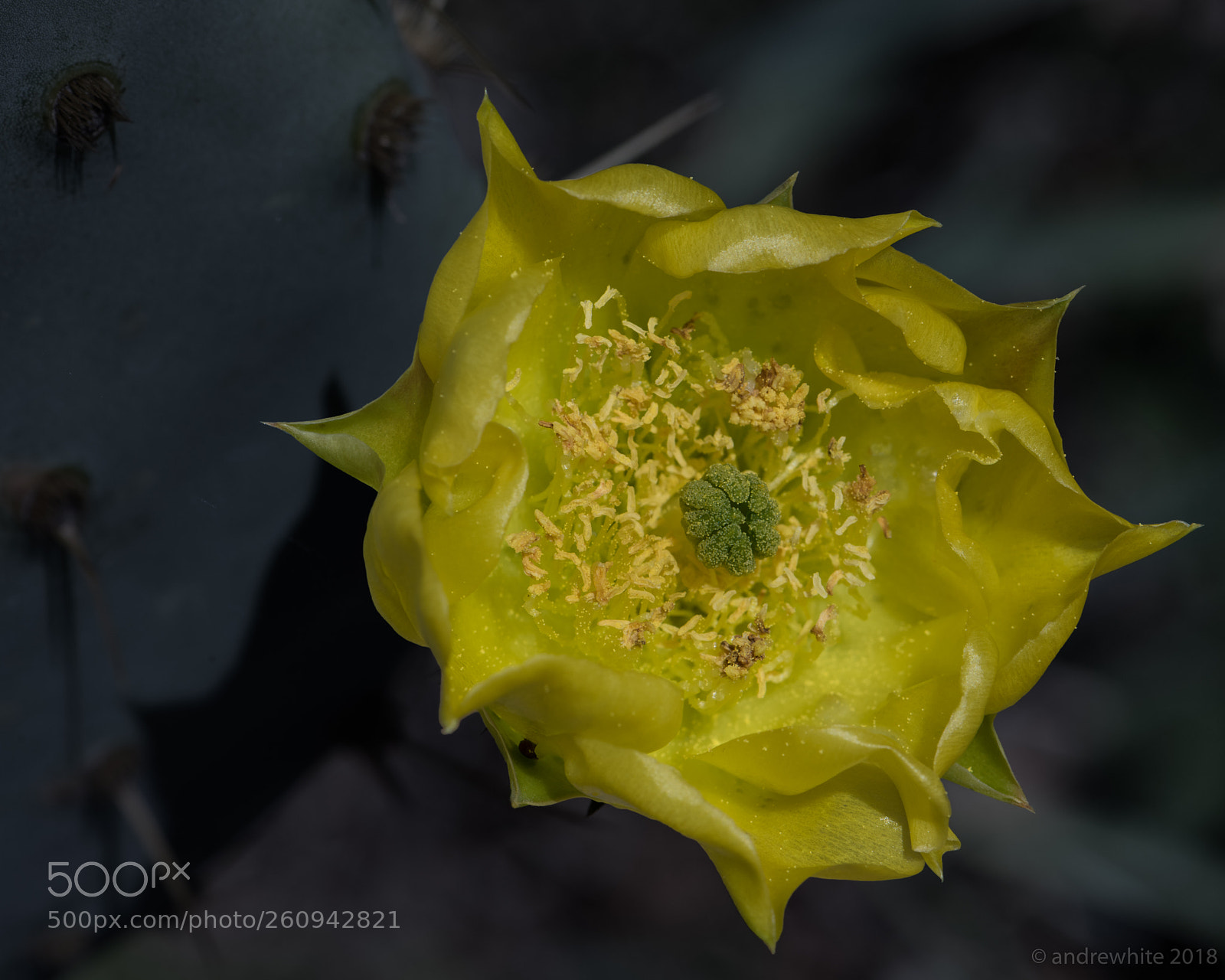 Nikon D850 sample photo. Pretty and prickly photography