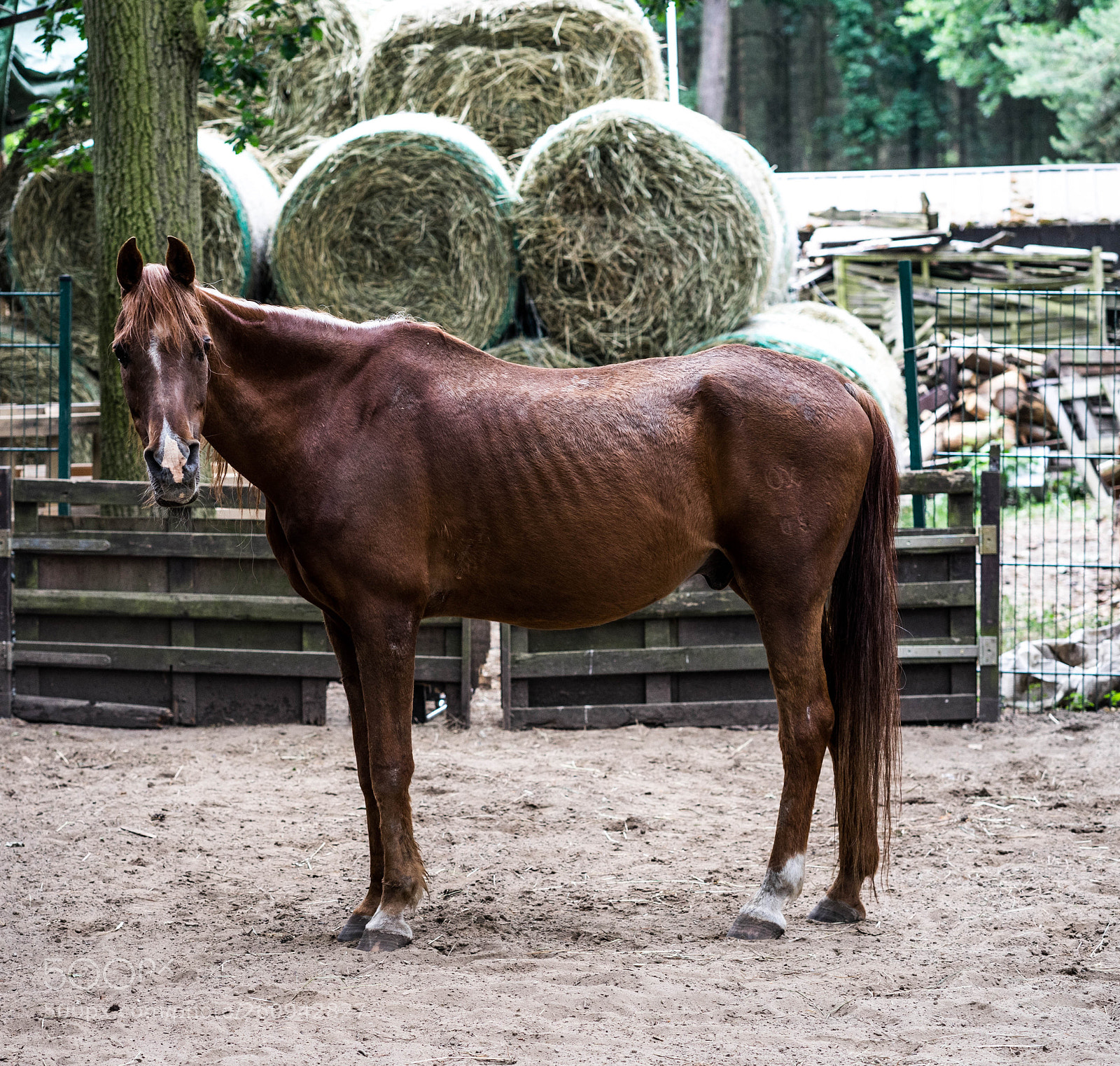 Sony a7 II sample photo. Dsc photography