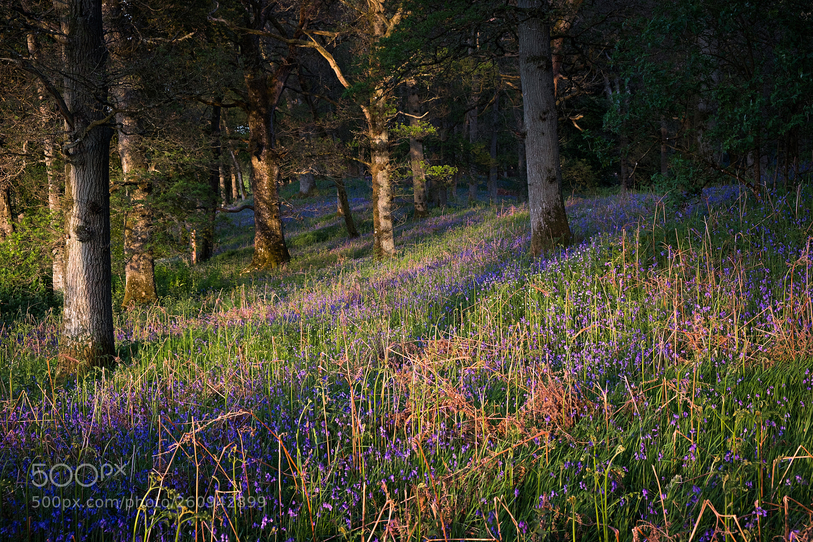 Fujifilm X-T20 sample photo. Warm light on ferns photography