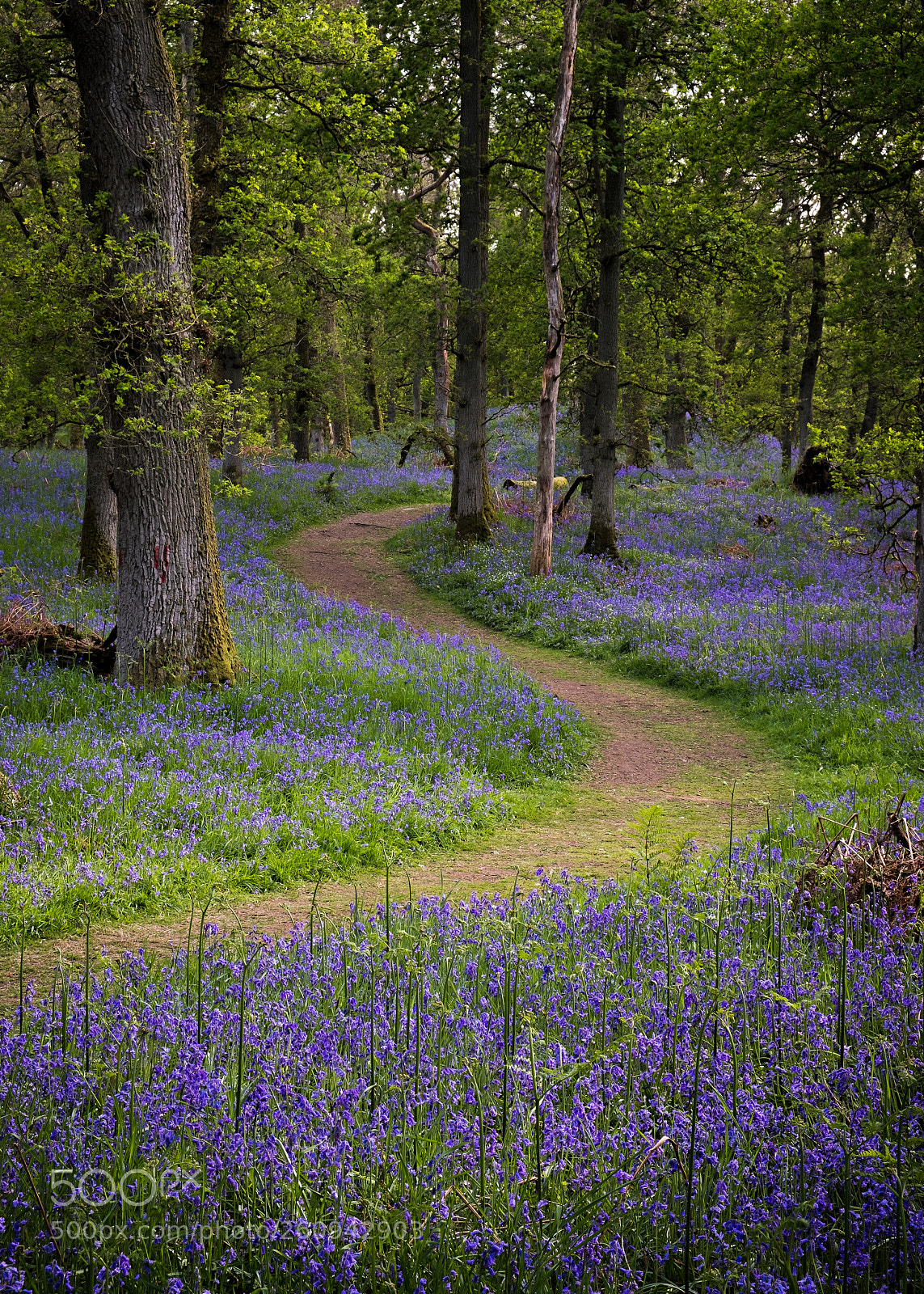 Fujifilm X-T20 sample photo. A curving path through photography