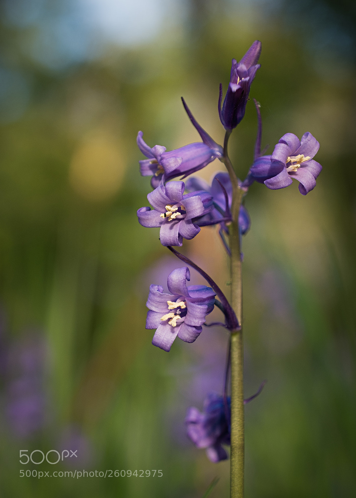 Fujifilm X-T20 sample photo. Close up of bluebells photography
