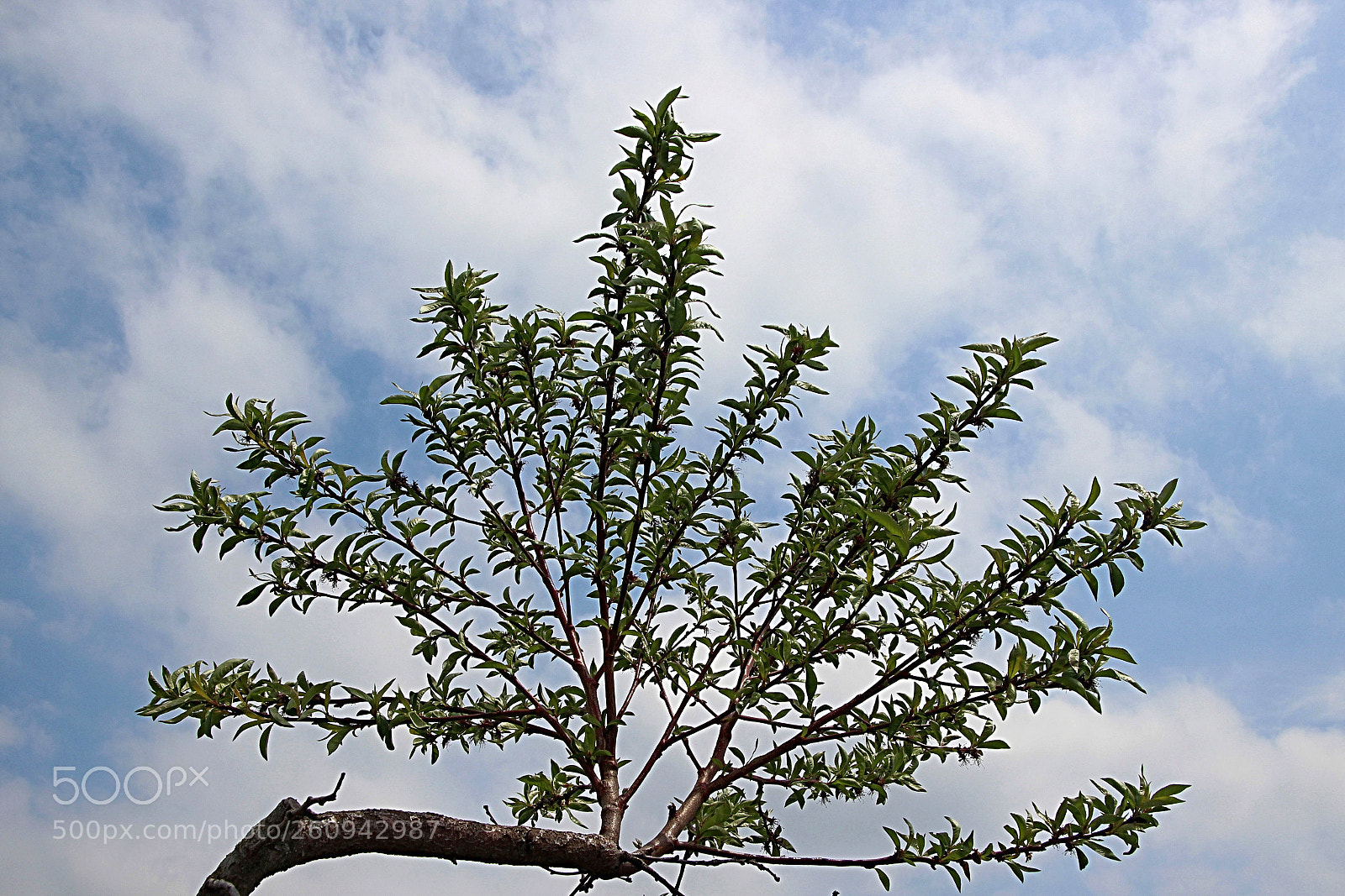Canon EOS 600D (Rebel EOS T3i / EOS Kiss X5) sample photo. Rama mirando al cielo photography