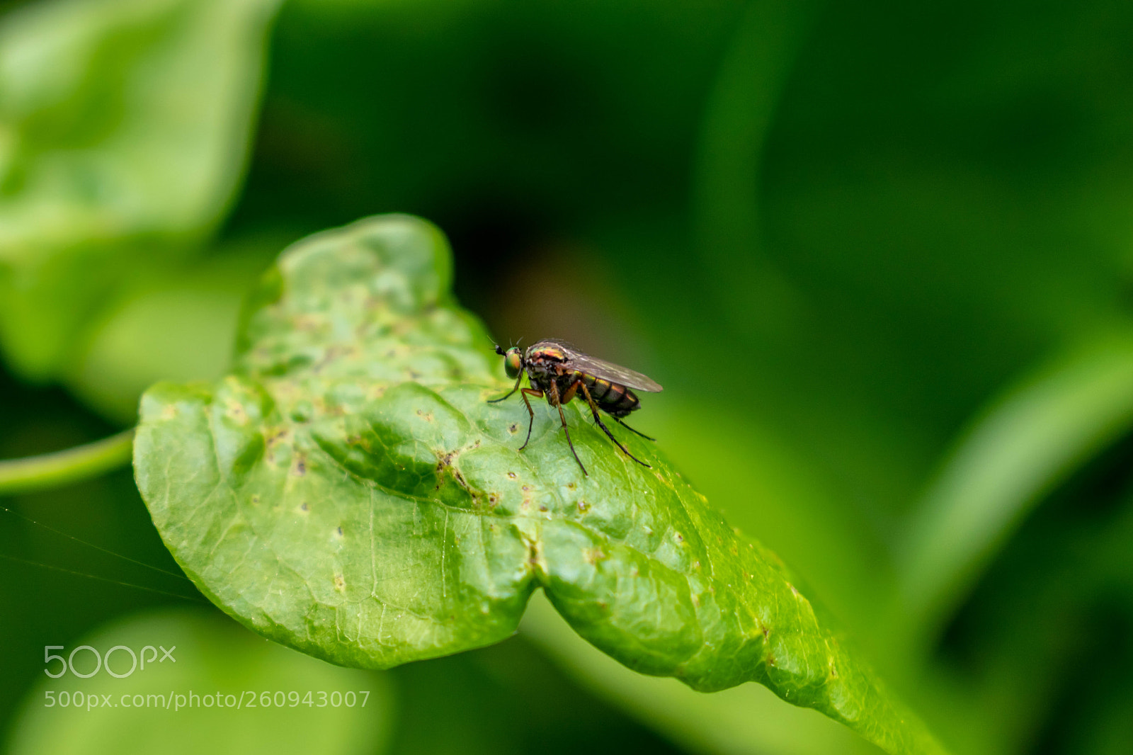 Nikon D5300 sample photo. Closeup photography