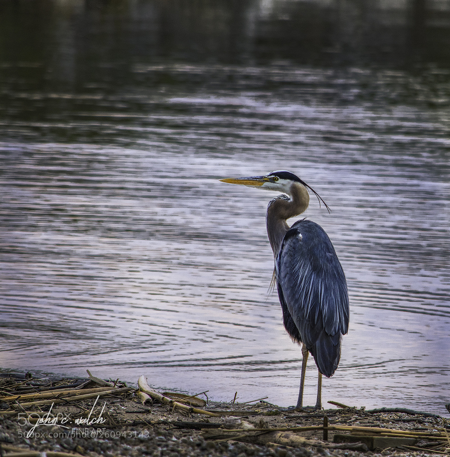 Nikon D5500 sample photo. G b heron photography