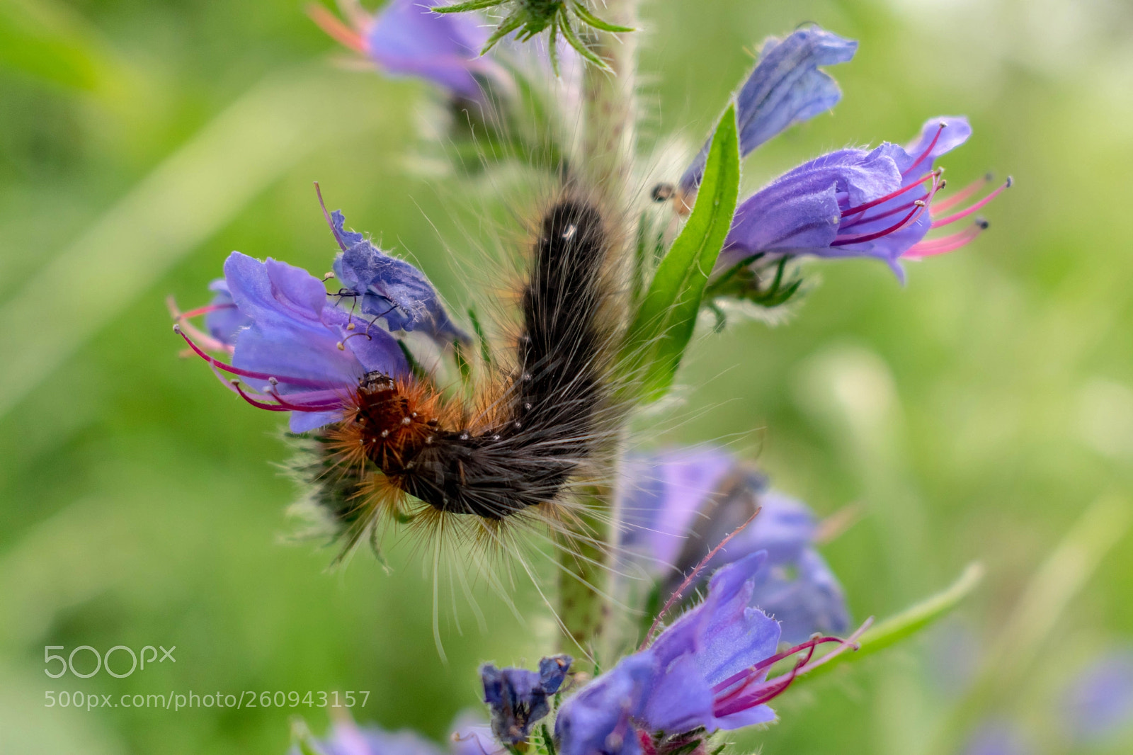 Nikon D5300 sample photo. Close up photography