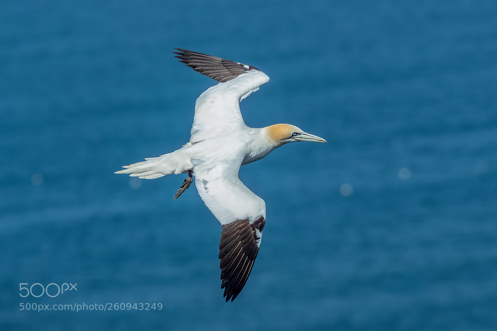 Canon EOS-1D X Mark II sample photo. Gannet photography