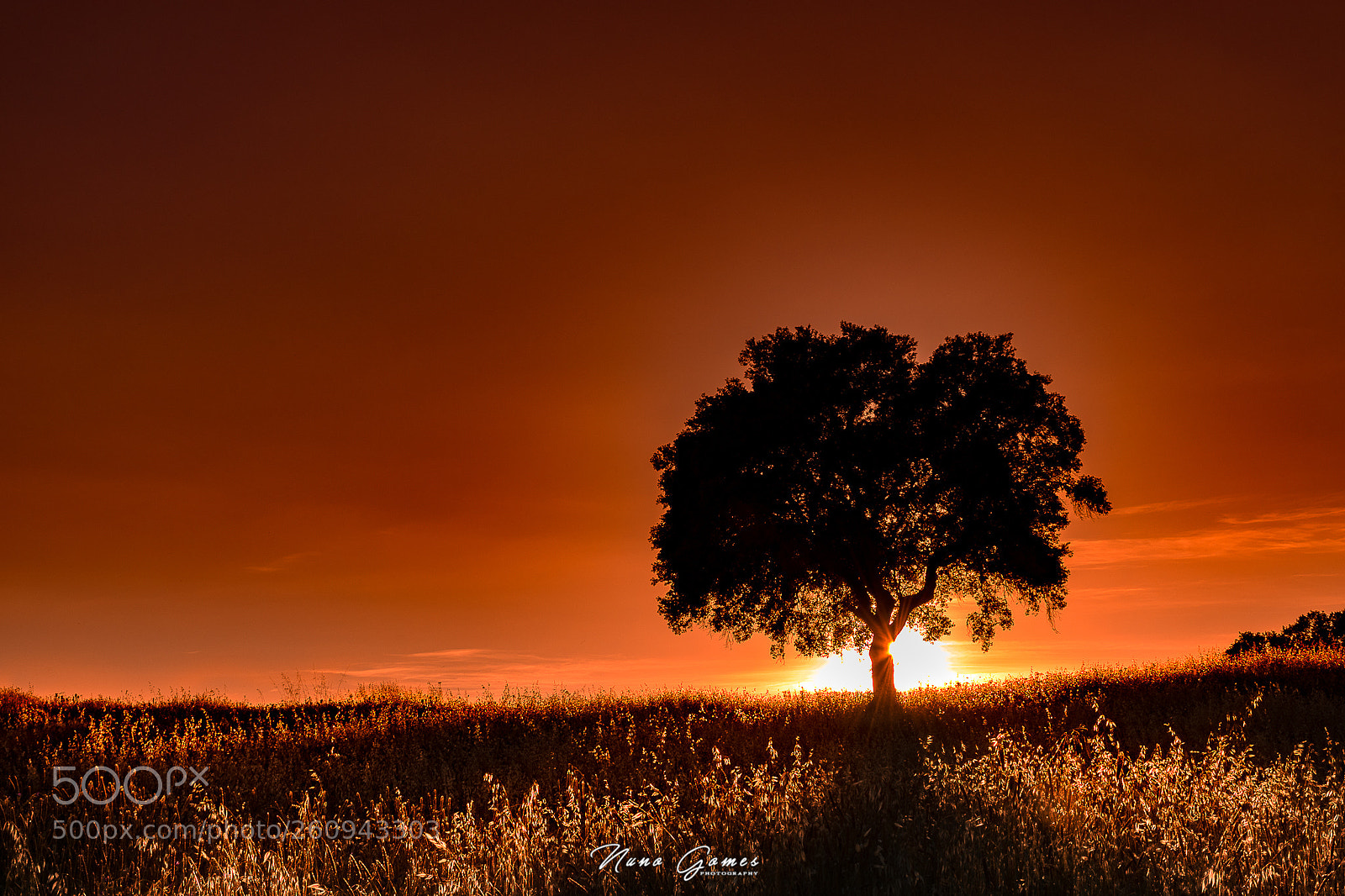 Nikon D5500 sample photo. Querido alentejo photography