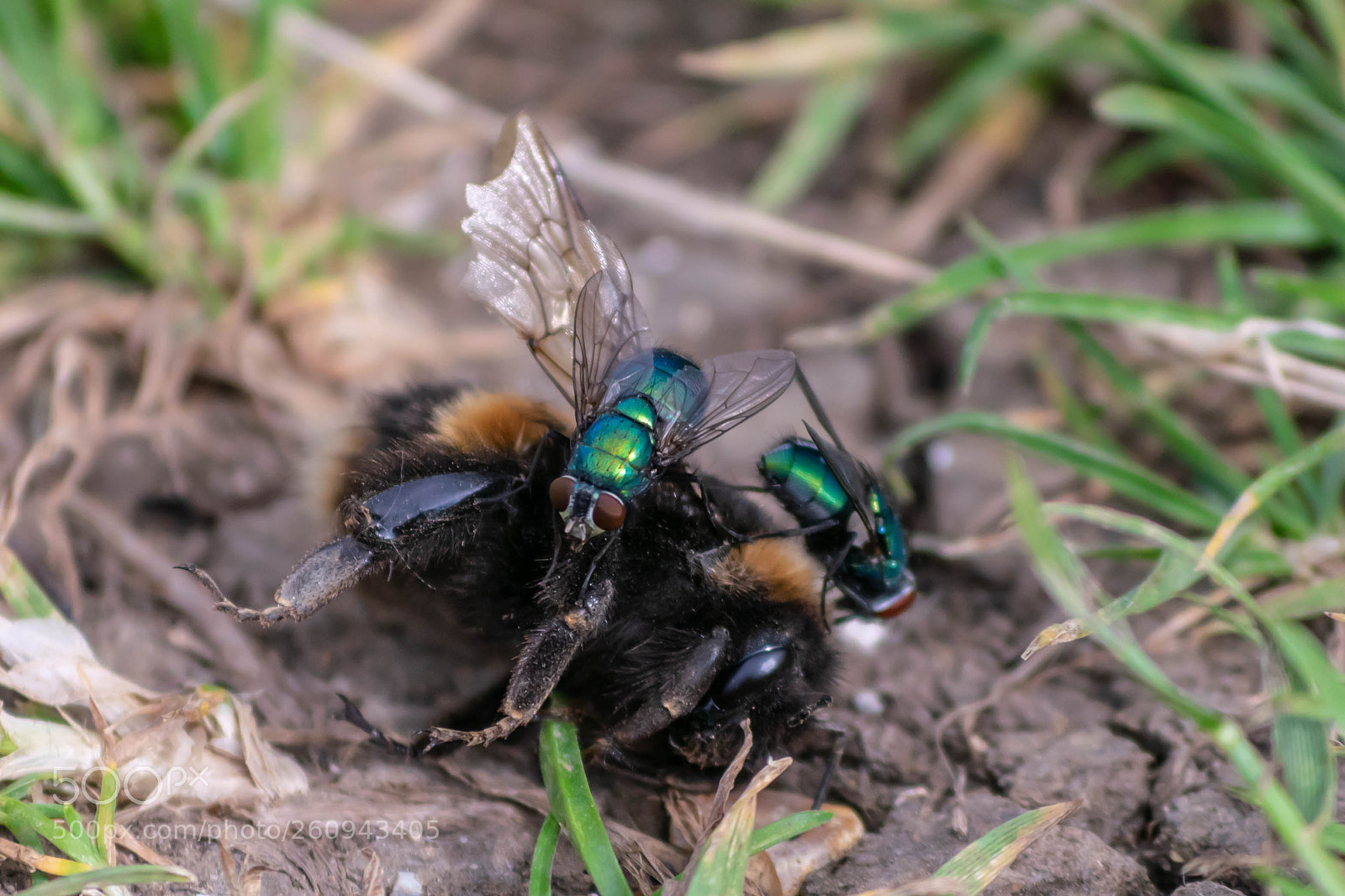 Nikon D5300 sample photo. Fallen titan photography