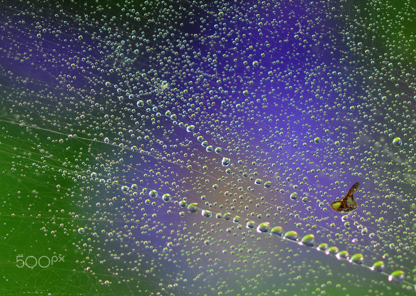 Nikon AF-S Micro-Nikkor 105mm F2.8G IF-ED VR sample photo. Zelenomodrá photography