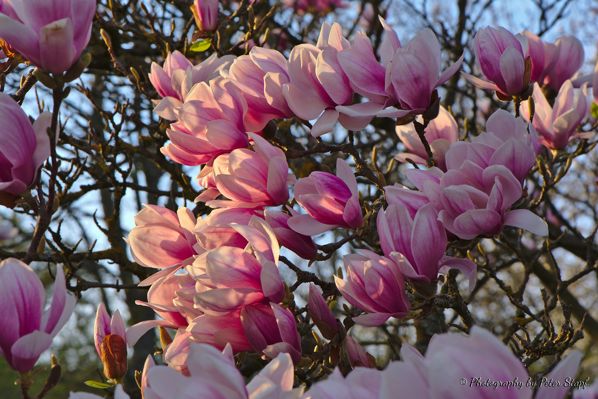 Nikon D750 sample photo. Dunkle magnolie photography
