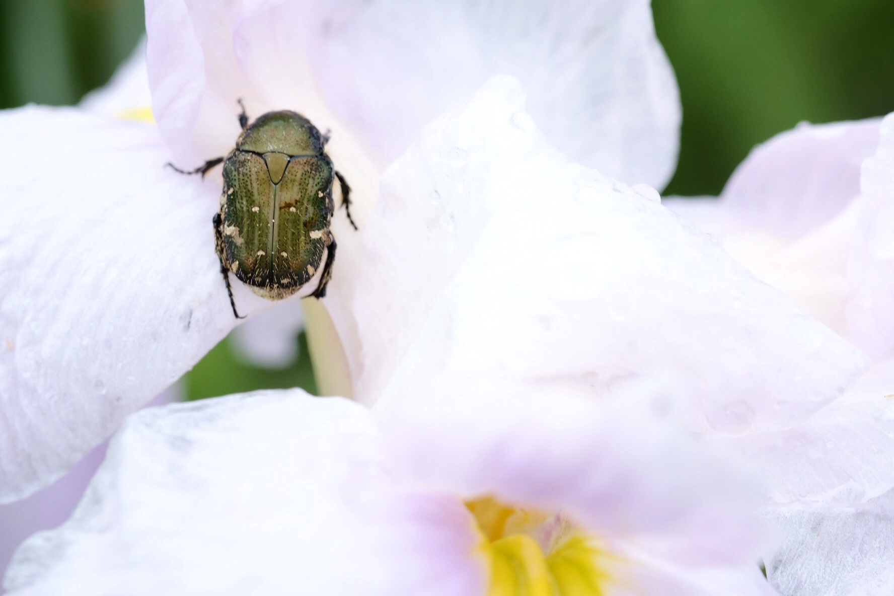 Fujifilm X-E2 sample photo. Beetle photography