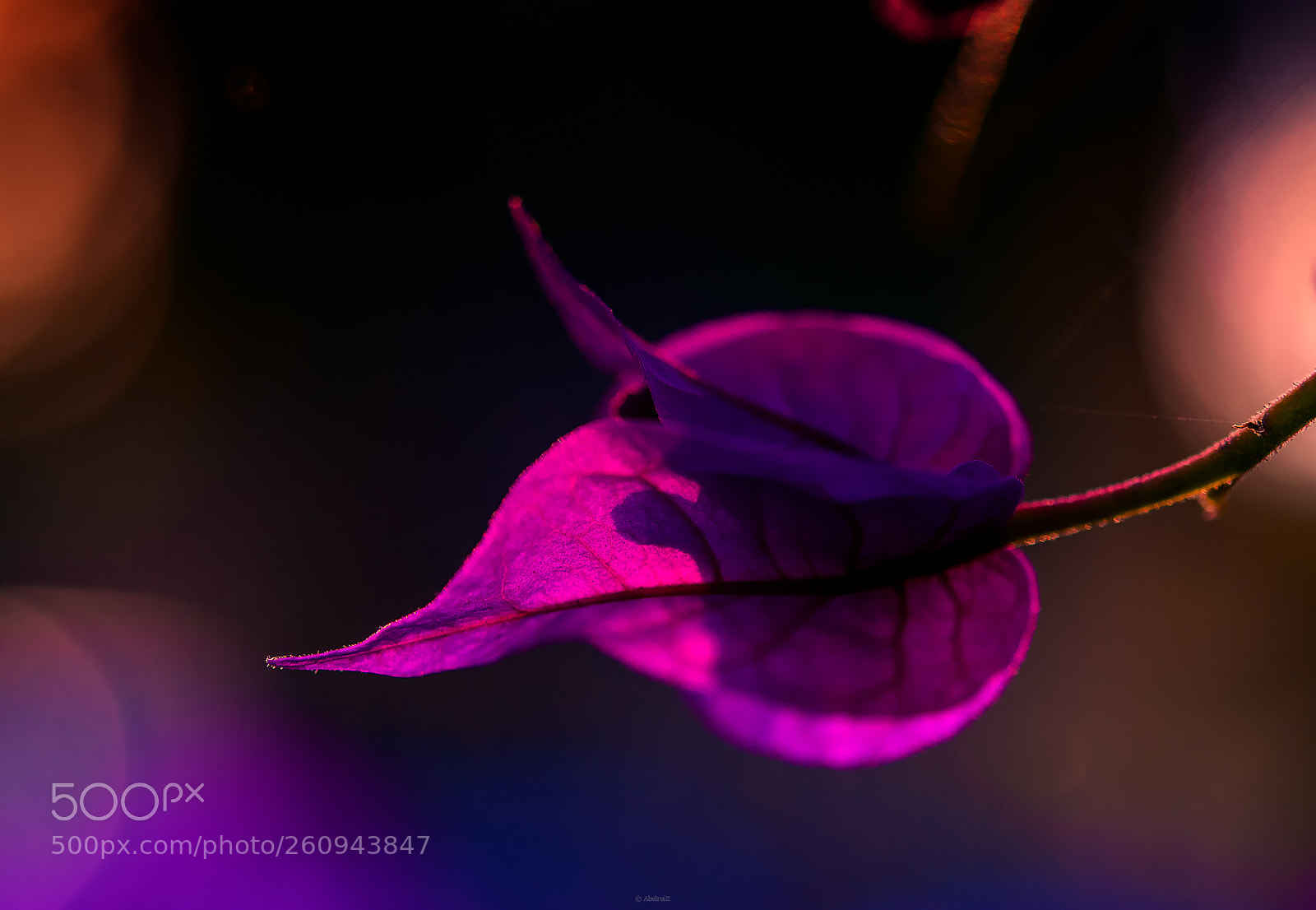 Nikon D3300 sample photo. Flower at sunset photography