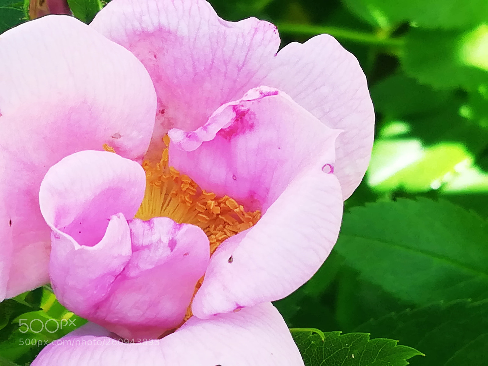 HUAWEI P10 lite sample photo. Pink rose flower photography