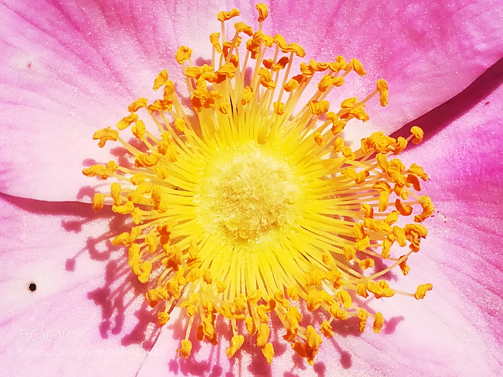 HUAWEI P10 lite sample photo. Gorgeous pink rose flower photography