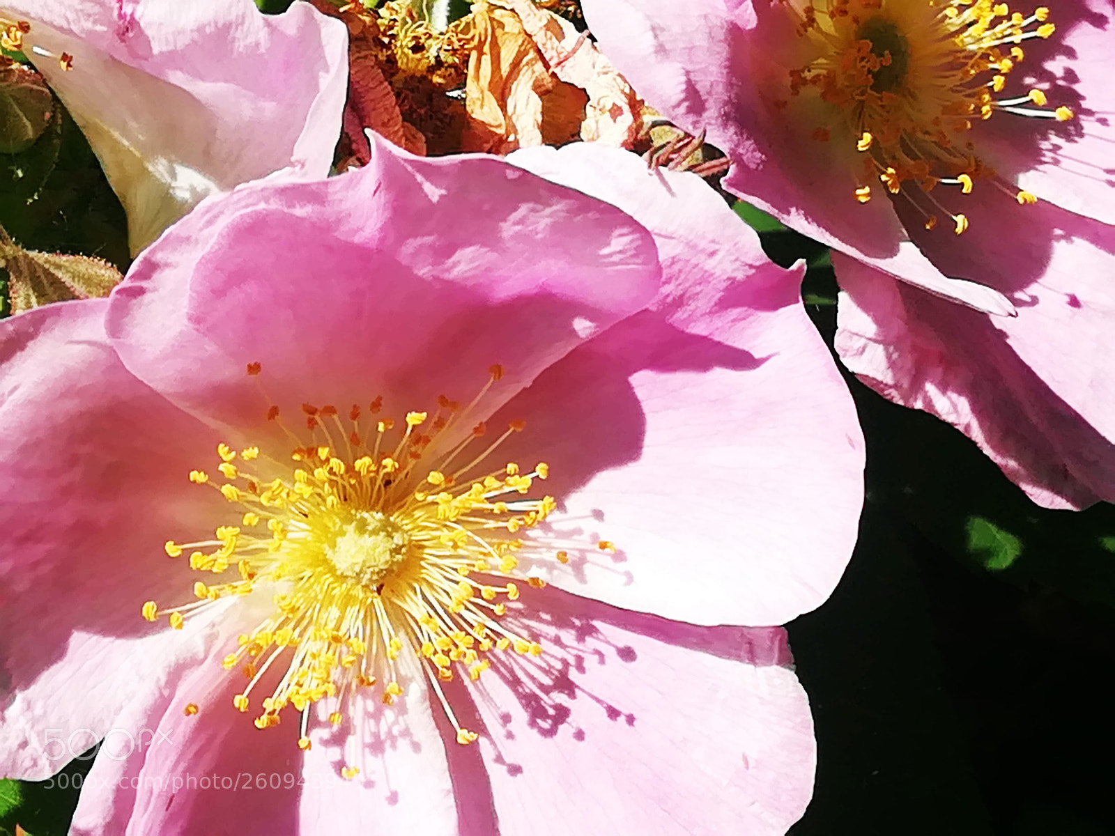 HUAWEI P10 lite sample photo. Pink rosechip flowers photography