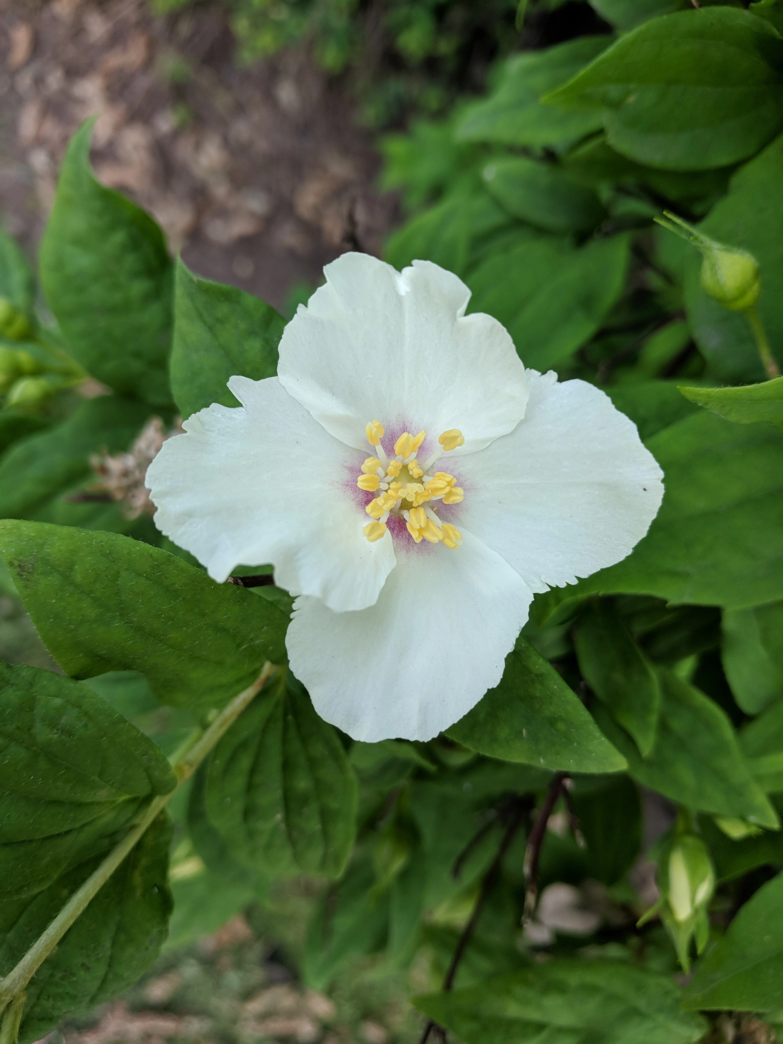 Google Pixel XL sample photo. Spring photography