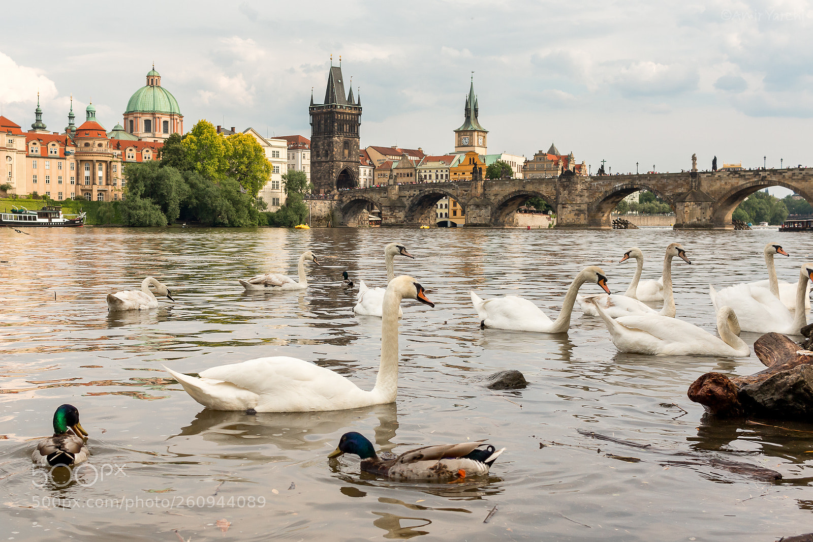 Canon EOS 70D sample photo. Swans photography