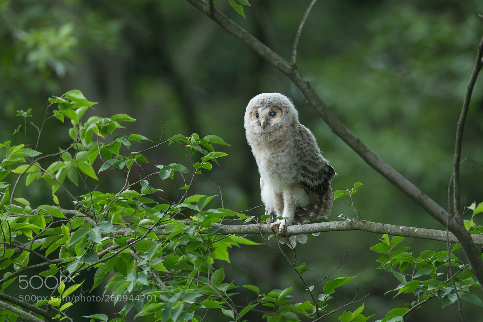 Canon EOS-1D X sample photo. フクロウのデビュー photography