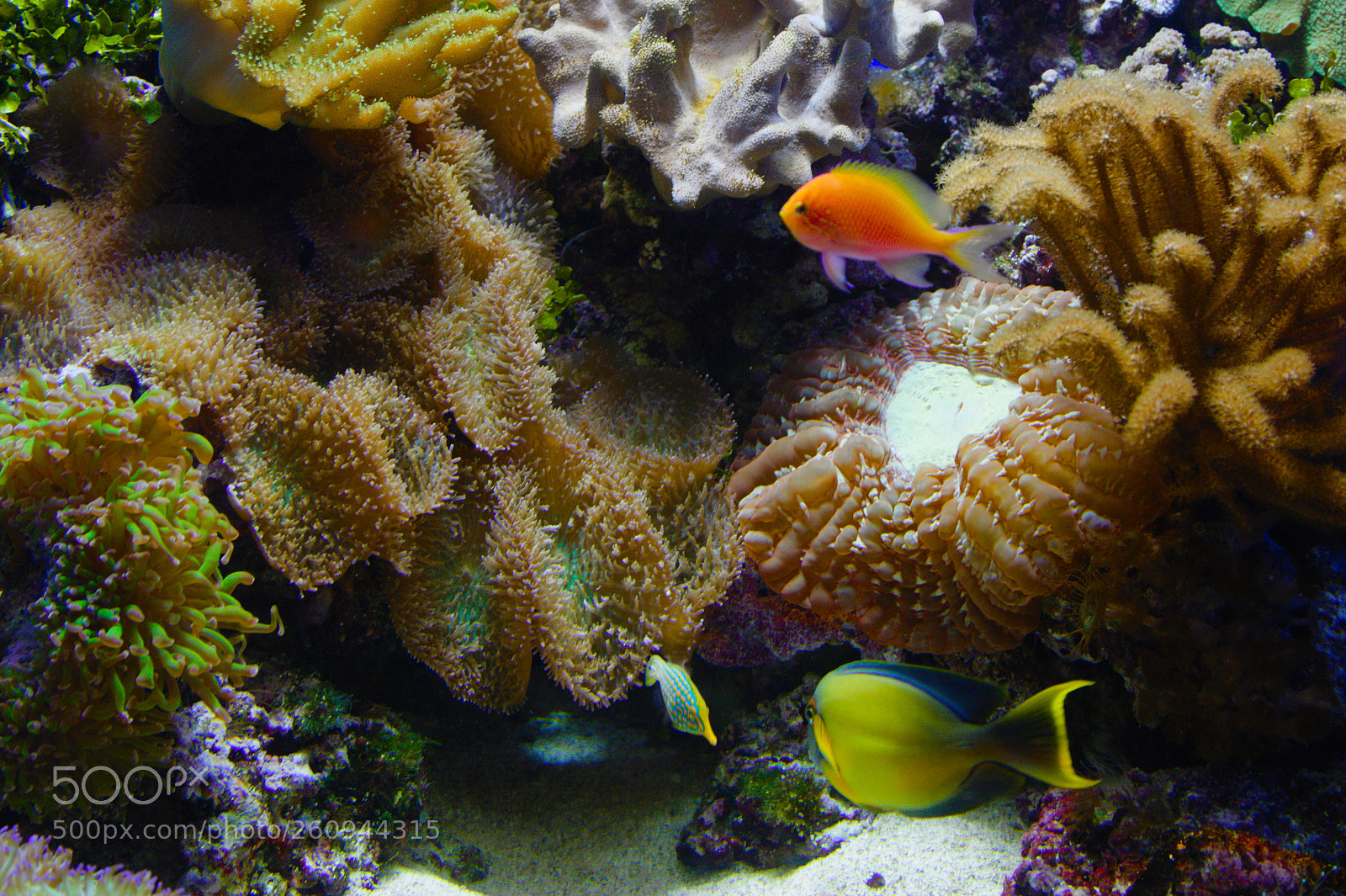 Canon EOS 60D + Canon EF 24-105mm F4L IS USM sample photo. Coral and fish photography